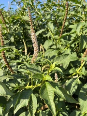 Phytolacca icosandra