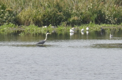 Ardea cinerea