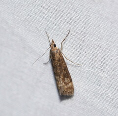 Achyra affinitalis