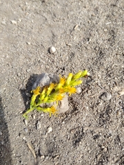 Ericameria pinifolia