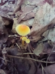 Mycena crocea
