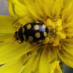 Coccinula quatuordecimpustulata