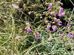 Mirabilis linearis