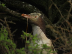 Megadyptes antipodes