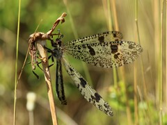 Palpares libelluloides