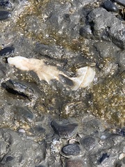 Ostreidae
