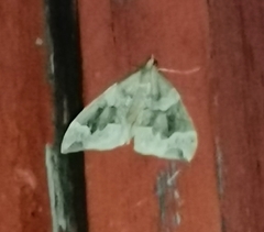 Eulithis prunata