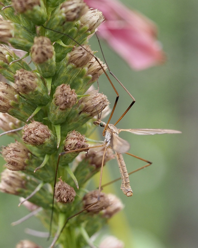 Tipula