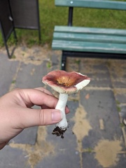 Russula emetica