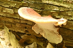 Ischnoderma resinosum