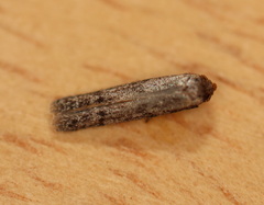 Blastobasis tanyptera