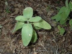 Stachys stebbinsii