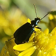 Lebia