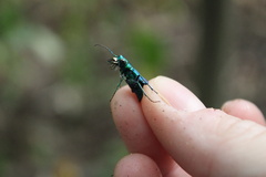 Cicindela sexguttata