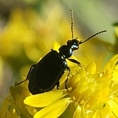 Lebia