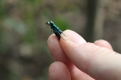Cicindela sexguttata
