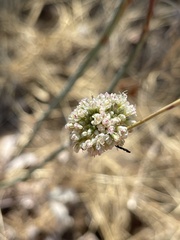 Eriogonum nudum