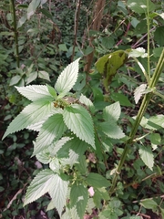 Boehmeria cylindrica