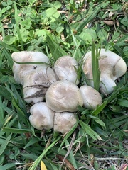 Agaricus californicus