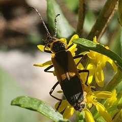 Chauliognathus deceptus
