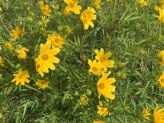 Bidens polylepis