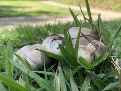 Agaricus californicus