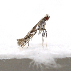 Leucospilapteryx venustella