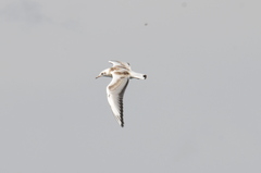 Chroicocephalus ridibundus