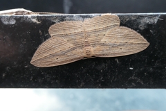 Epiphryne verriculata