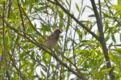 Carpodacus erythrinus