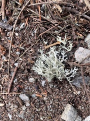 Evernia