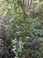 Boehmeria cylindrica
