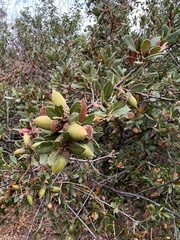 Quercus × acutidens