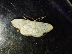 Idaea minuscularia