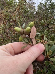 Quercus × acutidens