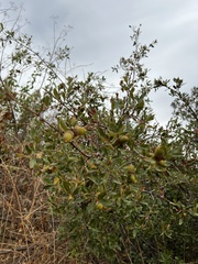 Quercus × acutidens