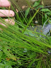 Juncus dudleyi