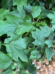 Hydrangea