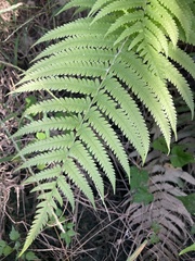 Pelazoneuron kunthii