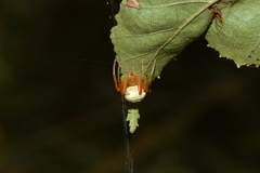 Araneus thaddeus
