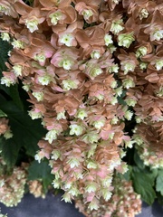Hydrangea