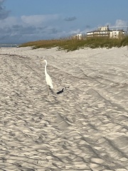 Ardea herodias occidentalis