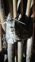 Allophyes oxyacanthae