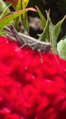 Melanoplus yarrowii