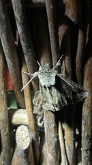 Allophyes oxyacanthae