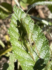 Tettigoniidae