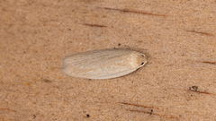 Scieropepla