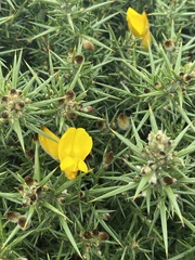 Ulex europaeus