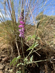 Cullen australasicum
