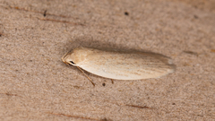 Scieropepla